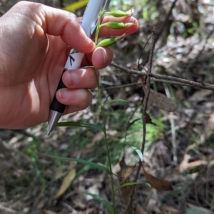 Bunochilus montanus (ACT) = Pterostylis jonesii (NSW) at Paddys River, ACT - suppressed