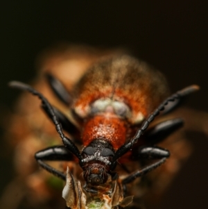 Lagriini sp. (tribe) at Stromlo, ACT - 10 Nov 2022