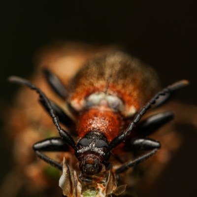 Lagriini sp. (tribe) (Unidentified lagriine darkling beetle) at Stromlo, ACT - 10 Nov 2022 by amiessmacro