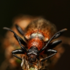 Lagriini sp. (tribe) (Unidentified lagriine darkling beetle) at Stromlo, ACT - 9 Nov 2022 by amiessmacro