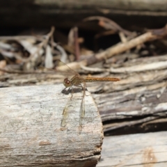 Diplacodes haematodes (Scarlet Percher) at Cook, ACT - 8 Nov 2022 by Tammy