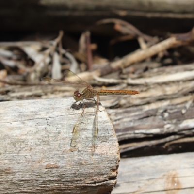 Diplacodes haematodes (Scarlet Percher) at Cook, ACT - 8 Nov 2022 by Tammy