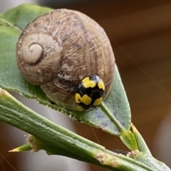 Illeis galbula (Fungus-eating Ladybird) at Wanniassa, ACT - 5 Nov 2022 by jksmits