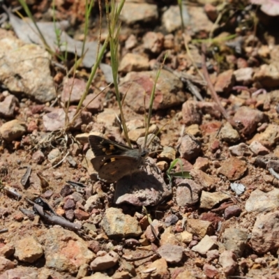 Trapezites phigalia (Heath Ochre) at Cook, ACT - 10 Nov 2022 by Tammy