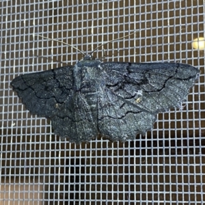 Melanodes anthracitaria at Jerrabomberra, NSW - 10 Nov 2022