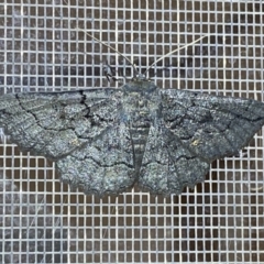 Melanodes anthracitaria at Jerrabomberra, NSW - 10 Nov 2022