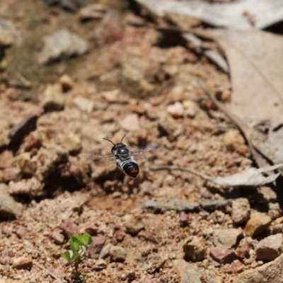 Megachile (Hackeriapis) oblonga (A Megachild bee) at Mount Painter - 10 Nov 2022 by Tammy