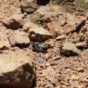 Megachile (Hackeriapis) oblonga at Cook, ACT - 10 Nov 2022 11:50 AM