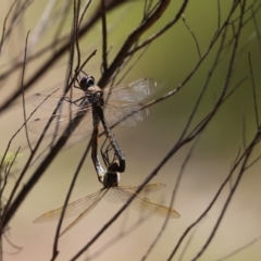 Hemicordulia tau (Tau Emerald) at Cook, ACT - 10 Nov 2022 by Tammy