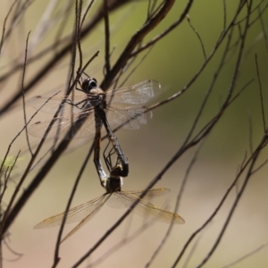Hemicordulia tau at Cook, ACT - 10 Nov 2022 11:52 AM