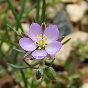 Spergularia rubra at Crooked Corner, NSW - 9 Nov 2022 02:07 PM