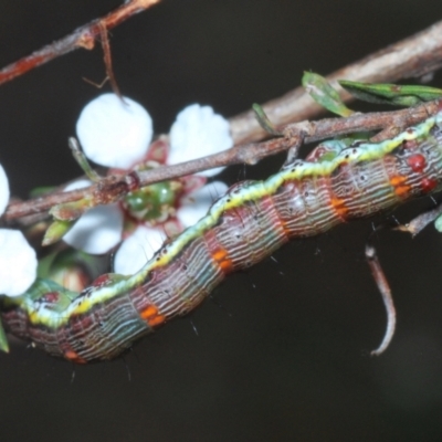 Lepidoptera unclassified IMMATURE moth at Aranda Bushland - 9 Nov 2022 by Harrisi