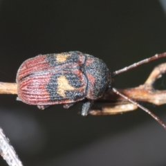 Cadmus (Cadmus) crucicollis (Leaf beetle) at Molonglo Valley, ACT - 9 Nov 2022 by Harrisi