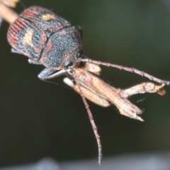 Cadmus (Cadmus) crucicollis at Molonglo Valley, ACT - 9 Nov 2022 04:13 PM