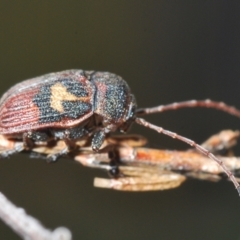 Cadmus (Cadmus) crucicollis at Molonglo Valley, ACT - 9 Nov 2022 04:13 PM