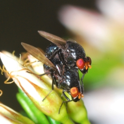 Unidentified True fly (Diptera) at Black Mountain - 9 Nov 2022 by Harrisi