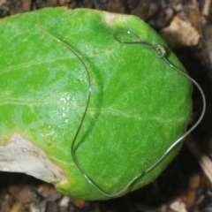 Nematomorpha (phylum) at Stirling, ACT - 7 Nov 2022 06:41 PM