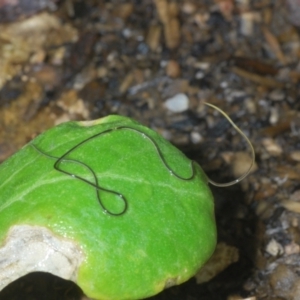 Nematomorpha (phylum) at Stirling, ACT - 7 Nov 2022