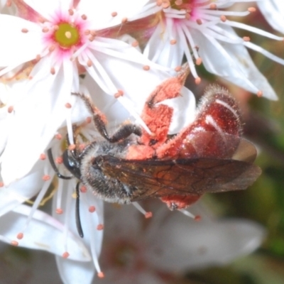Lasioglossum (Parasphecodes) sp. (genus & subgenus) (Halictid bee) at Coree, ACT - 8 Nov 2022 by Harrisi