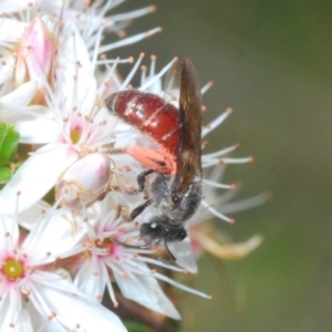 Lasioglossum (Parasphecodes) sp. (genus & subgenus) at Coree, ACT - 8 Nov 2022