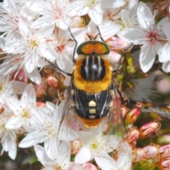 Scaptia (Scaptia) auriflua (A flower-feeding march fly) at Coree, ACT - 8 Nov 2022 by Harrisi