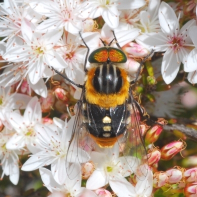 Scaptia (Scaptia) auriflua (A flower-feeding march fly) at Sherwood Forest - 8 Nov 2022 by Harrisi