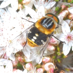 Scaptia (Scaptia) auriflua at Coree, ACT - 8 Nov 2022