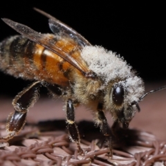Apis mellifera (European honey bee) at Evatt, ACT - 8 Nov 2022 by TimL