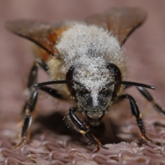 Apis mellifera at Evatt, ACT - 8 Nov 2022 06:54 PM