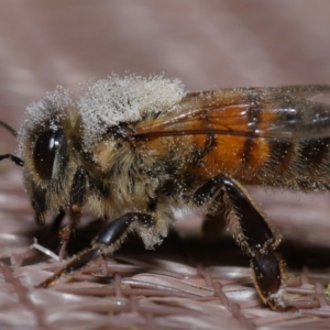 Apis mellifera at Evatt, ACT - 8 Nov 2022