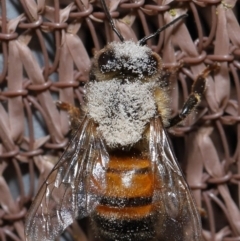 Apis mellifera at Evatt, ACT - 8 Nov 2022 06:54 PM