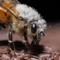 Apis mellifera (European honey bee) at Evatt, ACT - 8 Nov 2022 by TimL