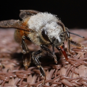 Apis mellifera at Evatt, ACT - 8 Nov 2022