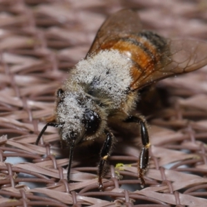 Apis mellifera at Evatt, ACT - 8 Nov 2022