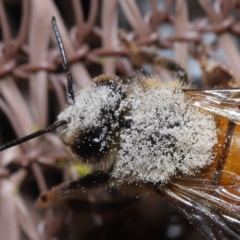 Apis mellifera at Evatt, ACT - 8 Nov 2022