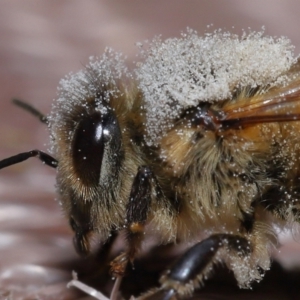 Apis mellifera at Evatt, ACT - 8 Nov 2022