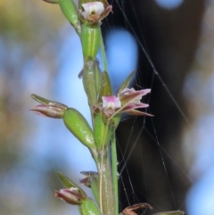 Prasophyllum brevilabre (Short-lip Leek Orchid) at Mittagong, NSW - 10 Nov 2022 by Snowflake