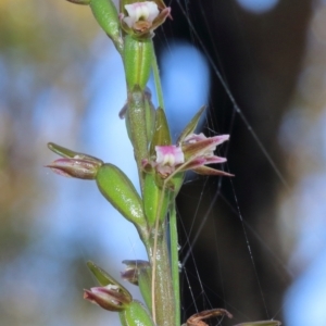 Paraprasophyllum brevilabre at Mittagong, NSW - suppressed