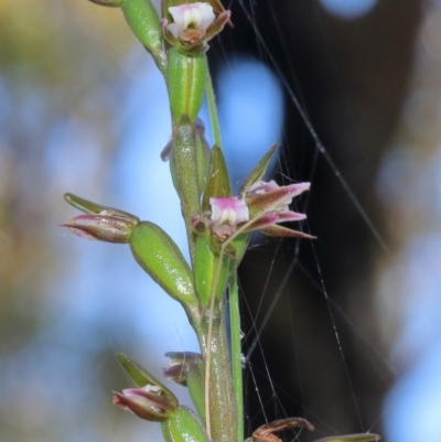 Paraprasophyllum brevilabre (Short-lip Leek Orchid) at Mittagong, NSW - 10 Nov 2022 by Snowflake