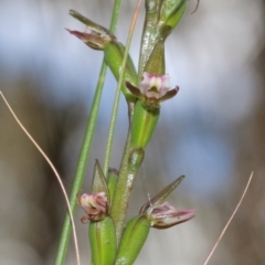 Paraprasophyllum brevilabre at Mittagong, NSW - 10 Nov 2022