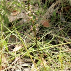 Paraprasophyllum brevilabre at Mittagong, NSW - suppressed