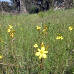 Bulbine bulbosa at Weetangera, ACT - 9 Nov 2022