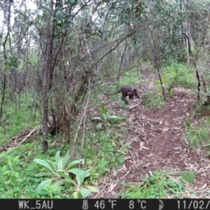 Wallabia bicolor at Coree, ACT - suppressed