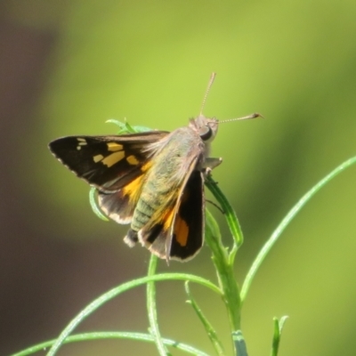 Trapezites phigalioides (Montane Ochre) at Molonglo Valley, ACT - 10 Nov 2022 by Christine