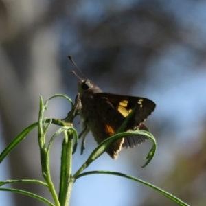 Trapezites phigalioides at Molonglo Valley, ACT - 10 Nov 2022