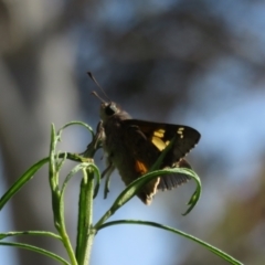 Trapezites phigalioides at Molonglo Valley, ACT - 10 Nov 2022