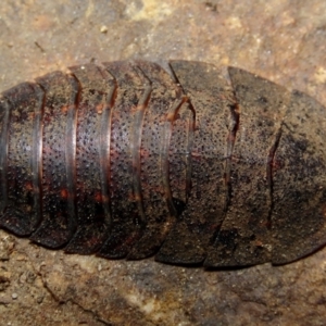 Laxta granicollis at Cotter River, ACT - 10 Nov 2022 11:12 AM