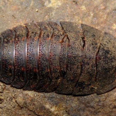 Laxta granicollis (Common bark or trilobite cockroach) at Cotter River, ACT - 10 Nov 2022 by aussiestuff