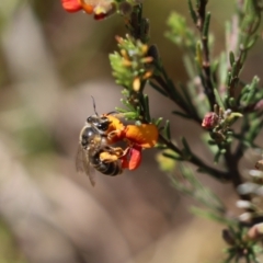Trichocolletes sp. (genus) (Spring Bee) at Mount Painter - 10 Nov 2022 by Tammy