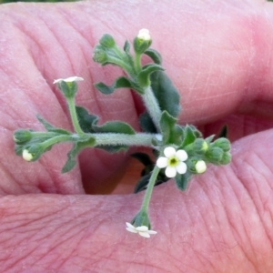 Hackelia suaveolens at Molonglo Valley, ACT - 9 Nov 2022 09:55 AM